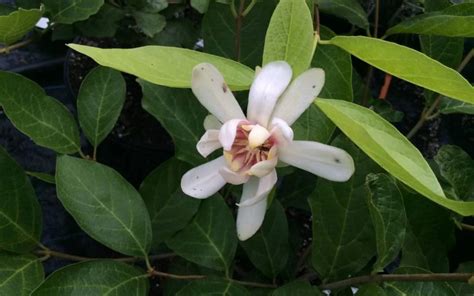 Calycanthus Venus Sweetshrub Shrubs Garden