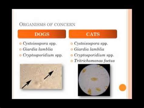 Diagnosis and Treatment of Protozoal Infections in Shelters ...