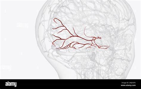 Right Posterior Cerebral Artery And Branches 3d Illustration Stock