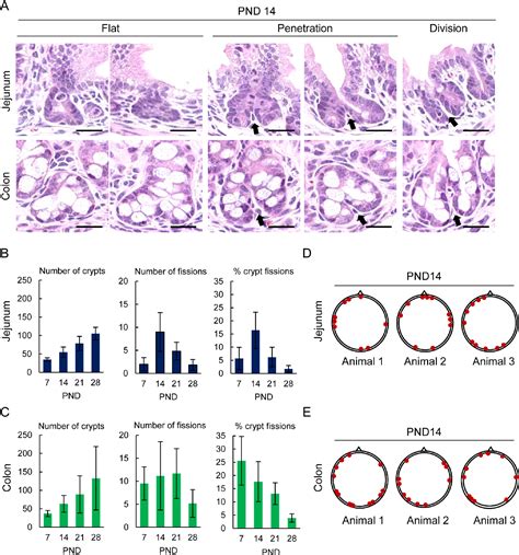 Figure 1 From Histopathological Evaluation Of Crypt Fission During