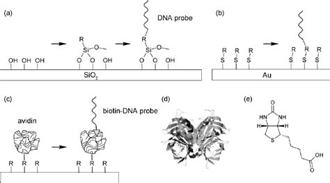 Immobilization Of A Dna Probe By Silane Coupling Reagents A Thiol Download Scientific