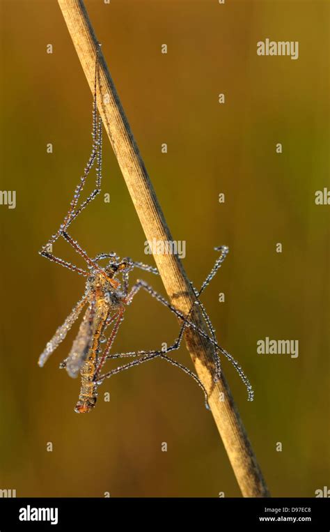 Schnake Crane Fly Tipula Tipulidae Stock Photo Alamy