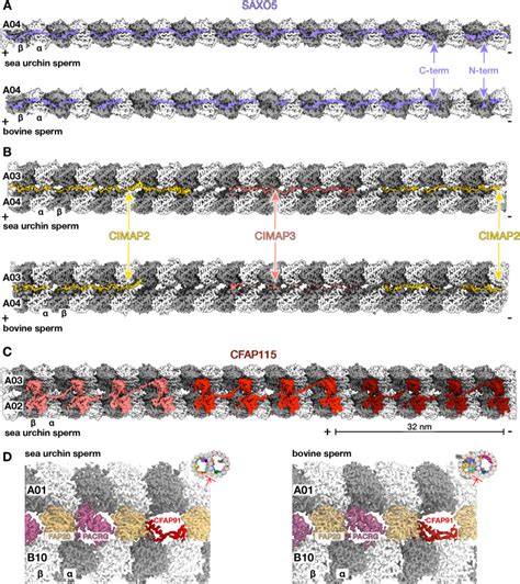 Structural Specializations Of The Sperm Tail Cell