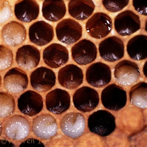 Honey Bee Cells With Eggs And Larvae Photo Wp05488