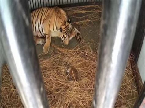 Wb Tigress Gives Birth To Three Cubs At Bengal Safari Park