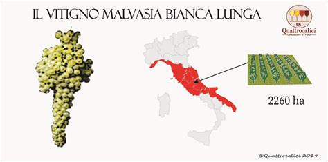 Malvasia Bianca Lunga Quattrocalici L Atlante Dei Vitigni