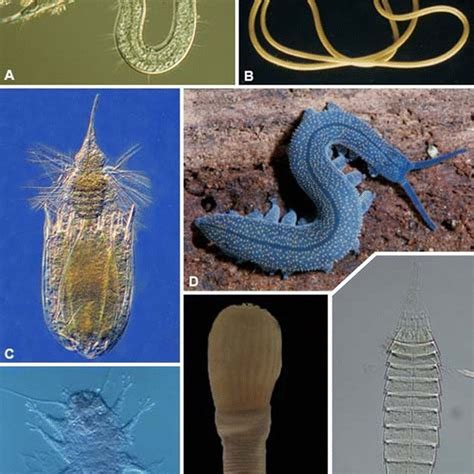 Lobopodians From The Early Cambrian Chengjiang Lagerstätte China