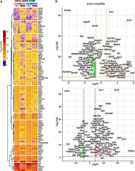 Frontiers Sexual Dimorphism Of Early Transcriptional Reprogramming In