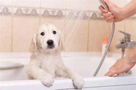 Cómo bañar a tu perro Mascotas Online