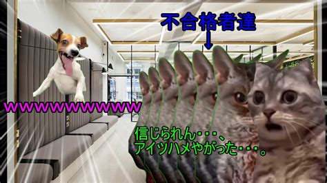 原付免許となぞのおっさん 猫ミーム 猫マニ 実話 猫meme Youtube