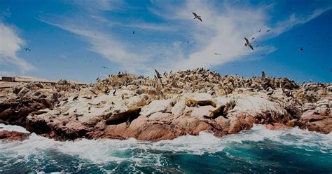 Excursie Ballestas Eilanden En Paracas Nationaal Reservaat Getyourguide