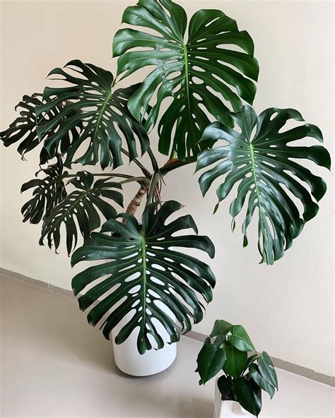 The Top 10 Most Popular Houseplants According To Instagram Artofit