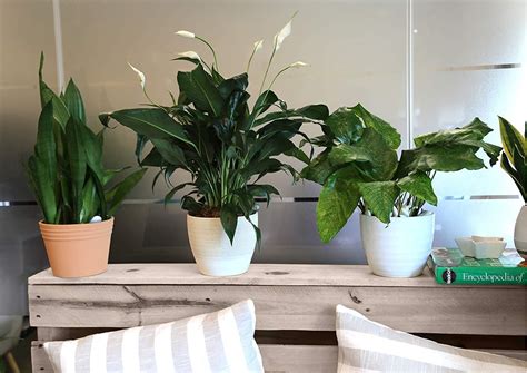 Costa Farms Lirio De Paz Spathiphyllum Planta Viva De Int