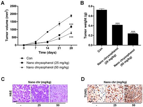 Chrysophanol Nanoparticle Reduces Tumor Growth In Vivo LNCap Cells