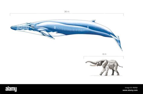 Blue Whale Size Comparison To Elephants