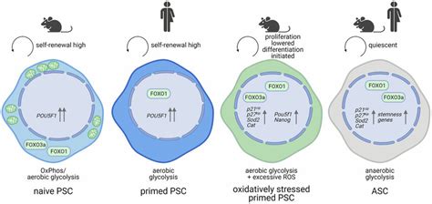 Cellular Redox State And Foxo Activity Status Seem Differentially