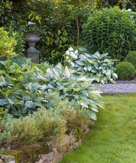 Best shade plants: 10 shade-loving plants for your garden | Homes & Gardens