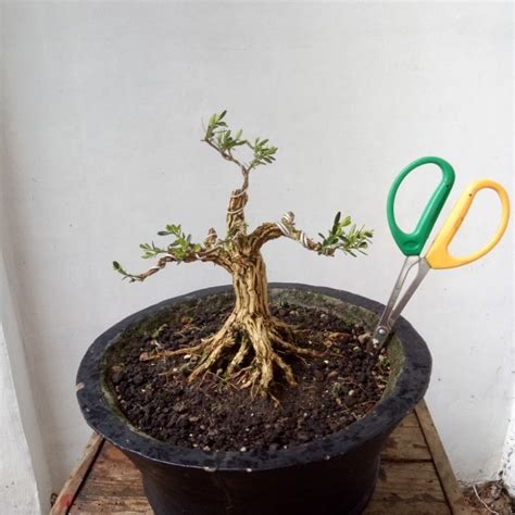 Jual Bahan Bonsai Boxus Sesuai Gambar Shopee Indonesia