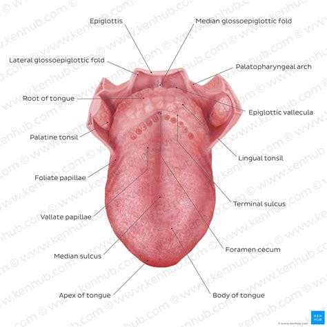 Tongue: Anatomy, muscles, neurovasculature and histology | Kenhub