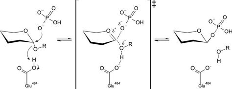 Schematic reaction mechanism of phosphorolysis and reverse ...