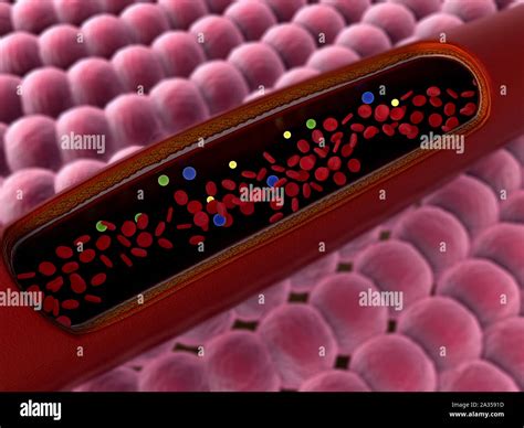 Inside The Vein Inside The Blood Vessel High Quality 3d Render Of