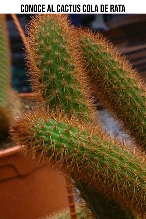 Datos Del Cactus Cola De Rata O Aporocactus Flagelliformis Cuidado De