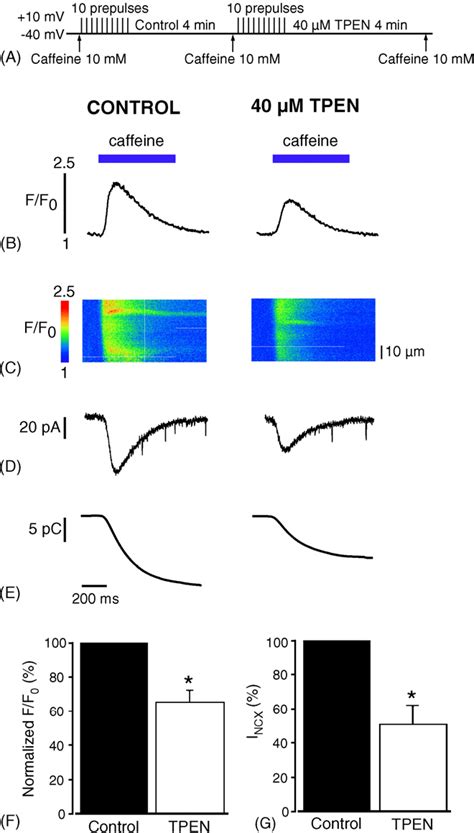 Figure 2 From Ca2 Release From The Sarcoplasmic Reticulum Activated By