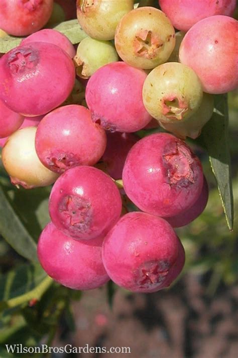 Buy Pink Lemonade Blueberry Free Shipping Wilson Bros Gardens 1