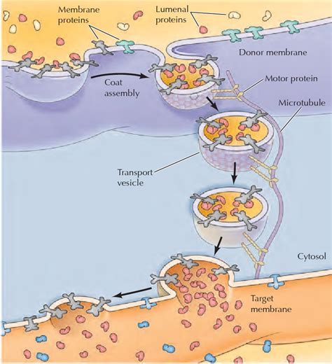 Figure 1029 From Protein Sorting And Transport The Endoplasmic