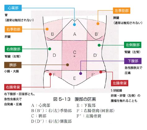 46 臓器と触診部位の組合せで正しいのはどれか。 過去問であまし国試対策