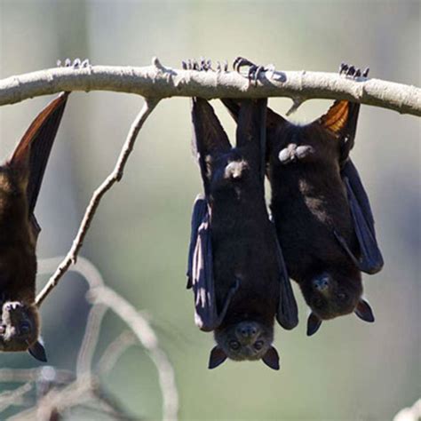 Two new bat species discovered in Kenya - The East African