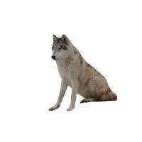 Hq Wolf Png Transparent Wolf Png Images Pluspng