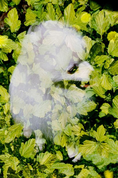 dogs playing   stock photo