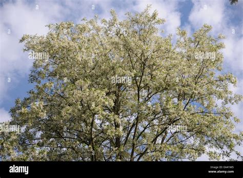 Black Locust Stock Photo Alamy