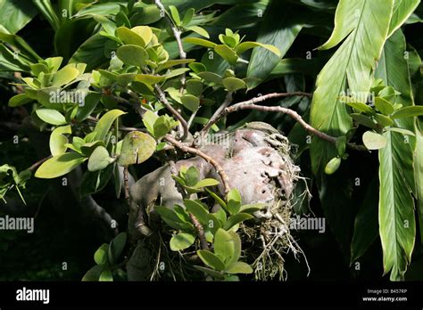 papua  guinea jungle fotos und bildmaterial  hoher aufloesung alamy