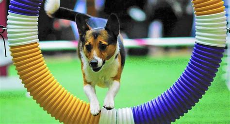 Which Club Hosts Better Dog Shows: AKC, UKC, or IABCA?