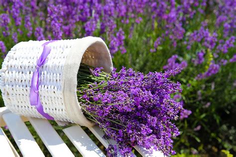 Come Coltivare La Pianta Di Lavanda La Fabbrica Dei Mestieri