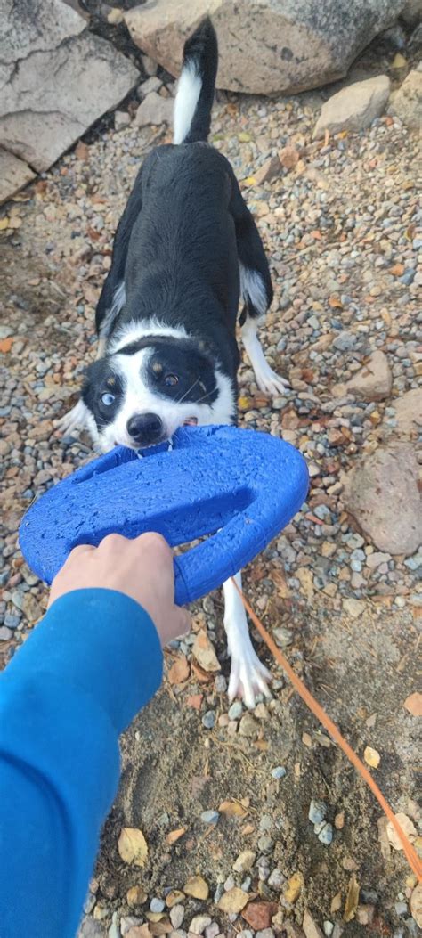 Tilbyr Hjelp Med Omplassering Av Hund FINN Torget