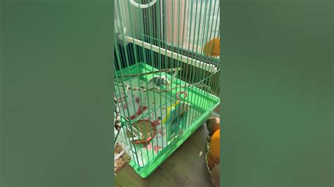 Веселый попугай 🦜 - YouTube