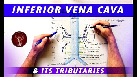 The Inferior Vena Cava Anatomy Of The Inferior Vena Cava Anatomy Images