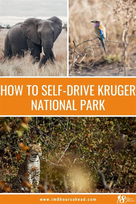 How To Self Drive Kruger National Park Everything You Need To Know I