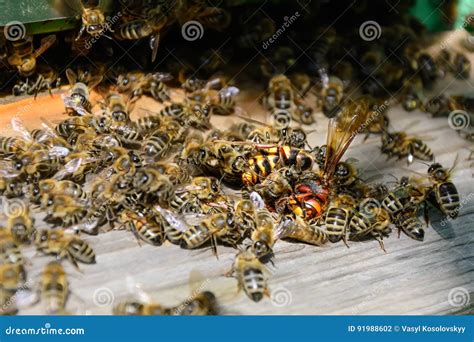 Bees Attacked By Hornets At The Hive Bee Killer Hornet Apiculture