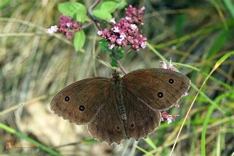 Blau Ugiger Waldportier Raupe Bild Bestellen Naturbilder Bei Wildlife