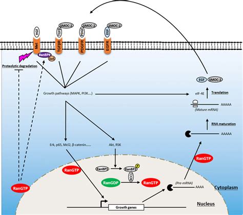 Involvement Of Ran In Proliferative Signaling Of Cancer Cells Ran Is