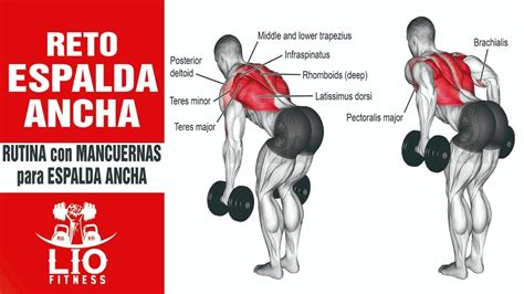 Reto Espalda Ancha 🥇 Rutina De Ejercicios Con Mancuernas En Casa Youtube