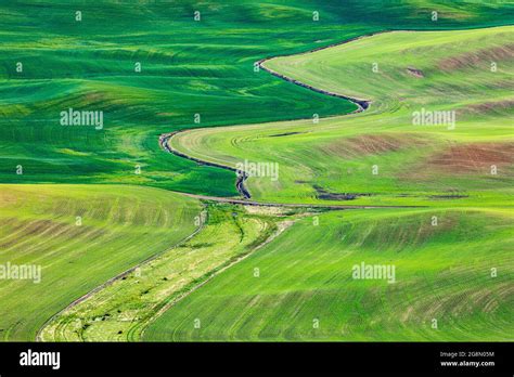 Steptoe Butte State Park Washington USA Rolling Wheat Fields In The