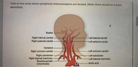 Solved Click on the areas where peripheral chemoreceptors | Chegg.com