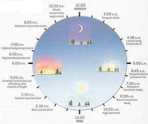 Yin Yang House Circadian Rhythms The Chinese Clock And How To Live