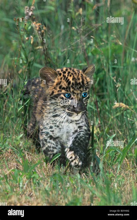 African Leopard Cub Hi Res Stock Photography And Images Alamy