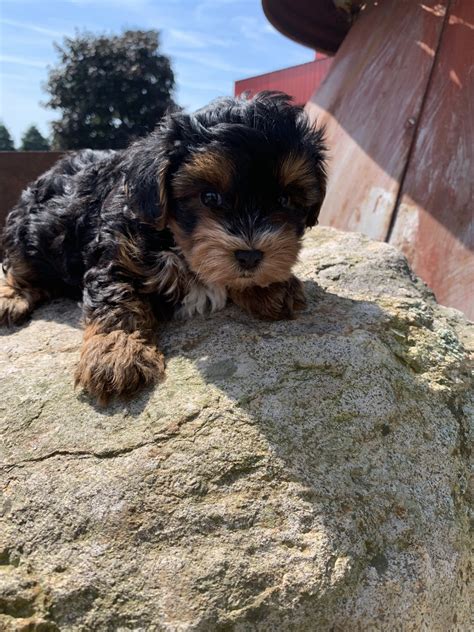 YorkiePoo Puppies For Sale North Fairfield OH 307814